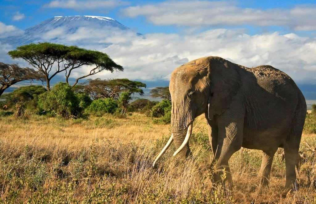 An elephant in Amboseli National Park, Kenya.