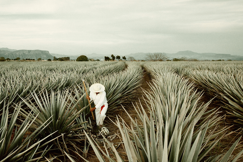One of the Four Seasons' Extraordinary Experiences for guests brings them to the agave fields of Mexico by private jet for an exclusive tequila tasting and distillery tour. 