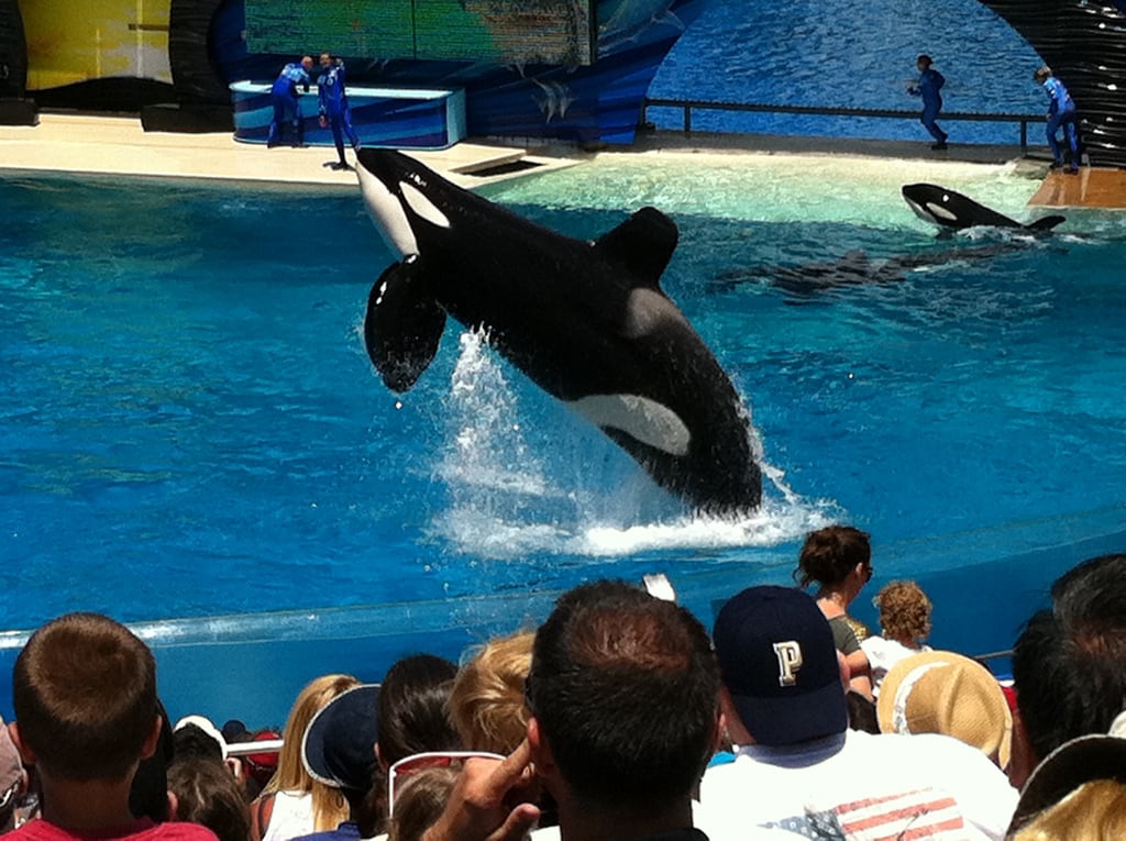 A killer whale performs at SeaWorld in San Diego.