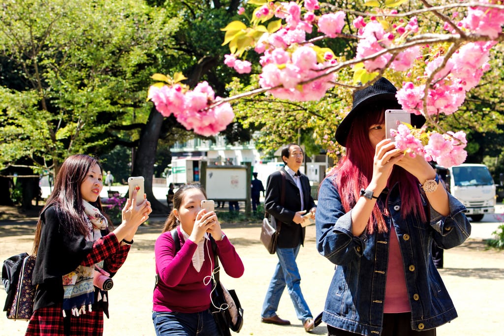 A group of Chinese travelers taking photos of cherry blossoms in Japan.