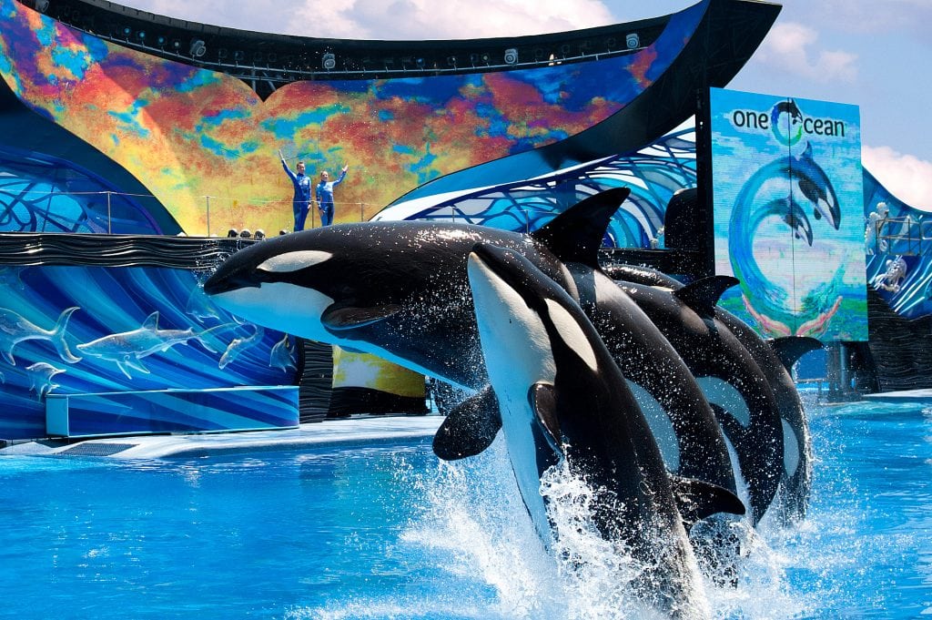 Killer whales leap into the air at SeaWorld Orlando. Parent company SeaWorld Entertainment said attendance dropped at its Florida parks during the second quarter.