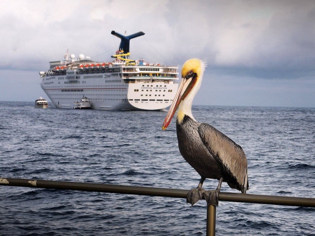 Cruise lines, for all their talk about improving sustainability, encounter systemic challenges to reducing their impact on the environment. Carnival Inspiration is pictured here, along with some California wildlife.