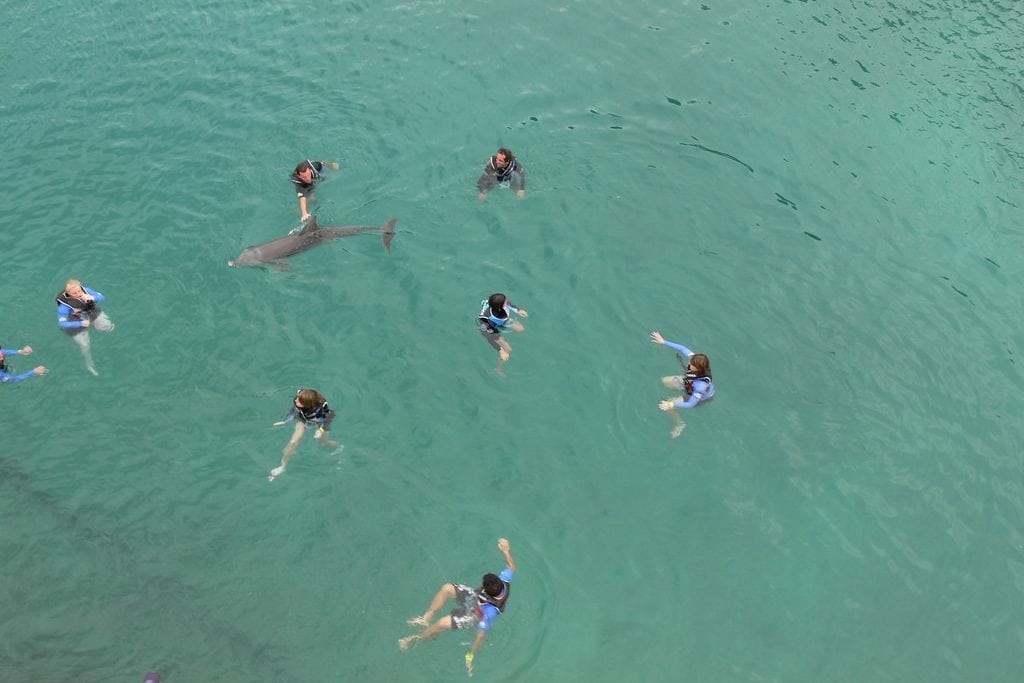 Visitors swim with a dolphin at Sea World Gold Coast in Australia. TripAdvisor will stop selling tickets for activities that include physical contact with captive wild animals and endangered species.   