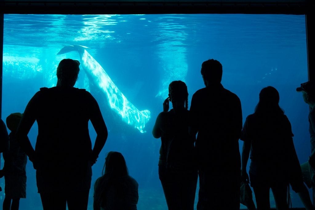 Visitors are shown at SeaWorld San Diego. Parent company SeaWorld Entertainment said Tuesday that revenue, profits, and attendance had all fallen in the third quarter.