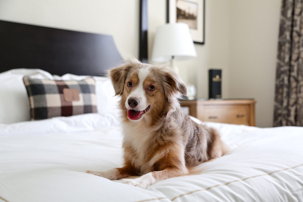 More than half of pet owners travel with their pets, according to a TripAdvisor survey. An extremely good boy sits on a bed in a guestroom at the Kimpton Taconic Hotel.