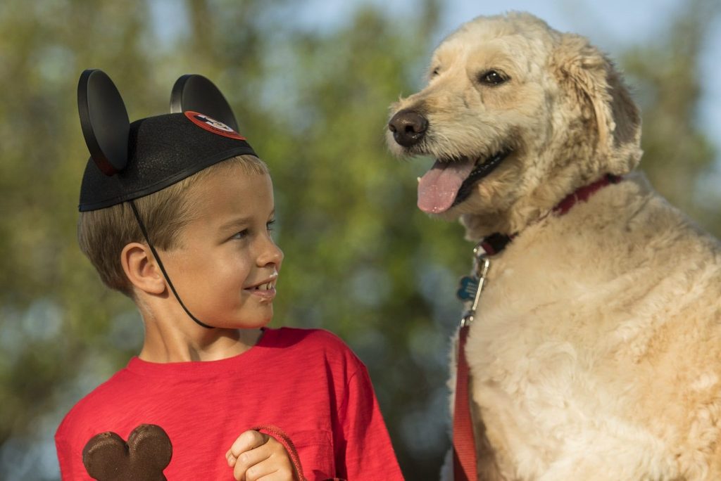 Four hotels at Walt Disney World in Orlando will allow dogs, Disney announced Friday. One potential four-legged guest is shown in this promotional photo.