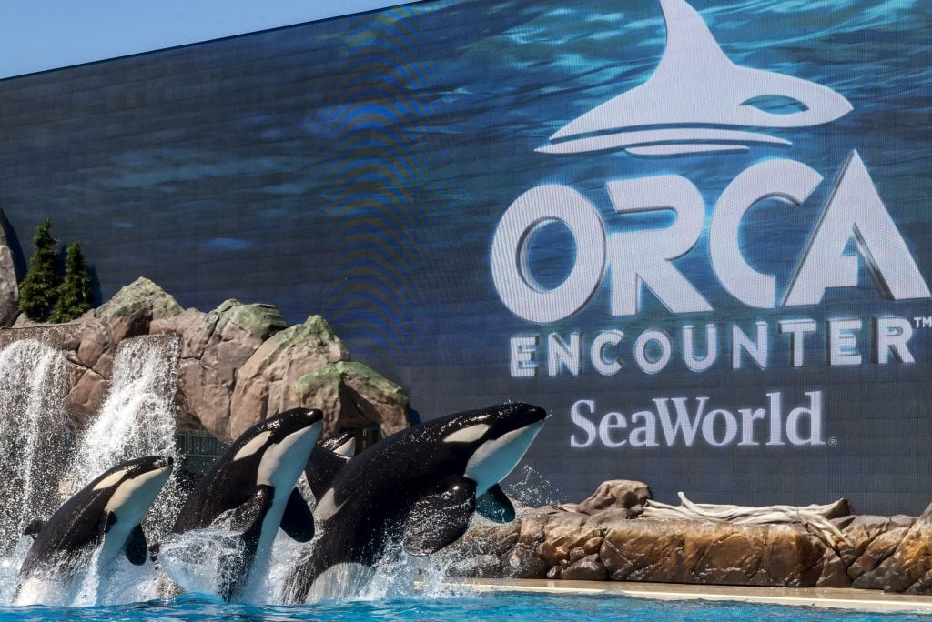 The Orca Encounter replaced the more entertainment-focused killer whale show at SeaWorld San Diego following criticism over the operator's treatment of killer whales. 