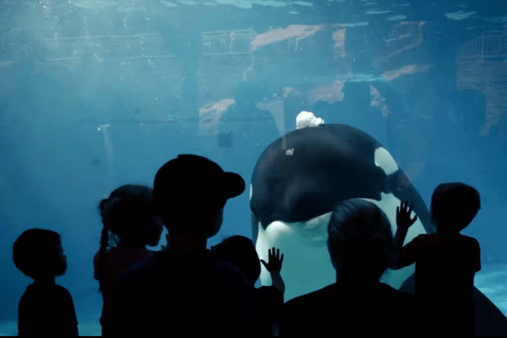 Pictured is a still image from a SeaWorld ad. The company announced Monday that its chief marketing officer had left the company, effective immediately.