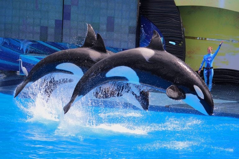 TripAdvisor to End Ticket Sales to Attractions Featuring Captive Marine ...