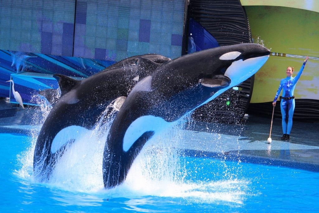 Orcas perform at SeaWorld Orlando. Parent company SeaWorld Entertainment reported improved revenue and attendance for the first quarter.