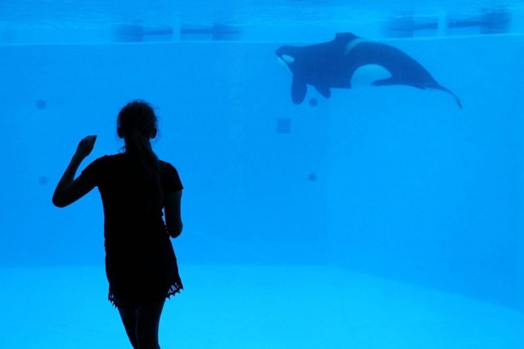 A killer whale is shown under water from a viewing area at SeaWorld Orlando in this photo from 2016. The company is reporting an attendance spike.