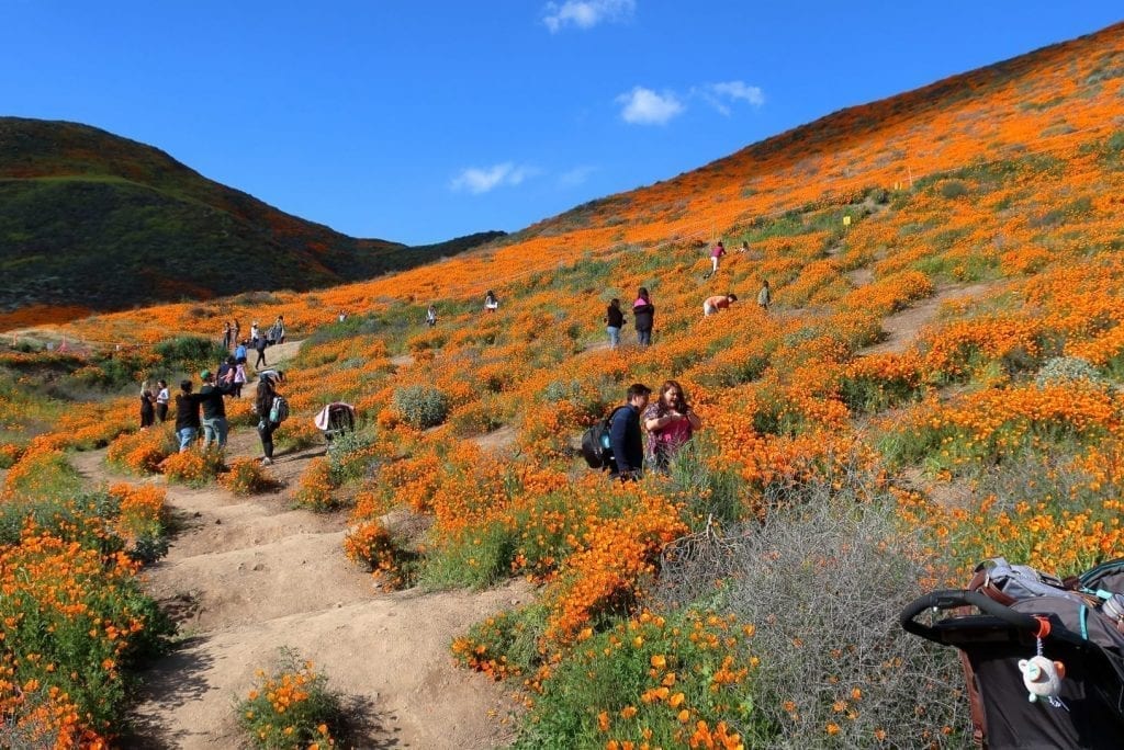 Crowds are shown amid the blooming California poppies in Lake Elsinore on March 13. The 