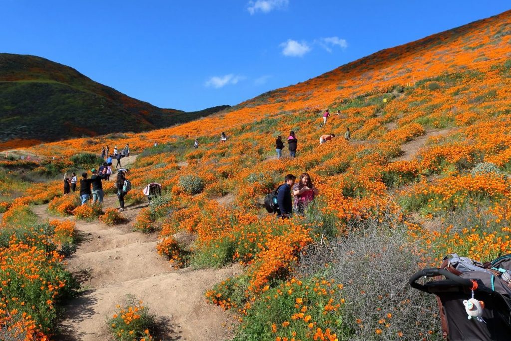 Crowds are shown amid the blooming California poppies in Lake Elsinore on March 13. The "super bloom" has drawn so many tourists it's been called a "poppy apocalypse." 