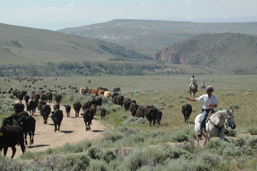 A cattle drive at Bitterroot Ranch in Wyoming. Travel advisors say road trips are a great way to see the U.S. West.