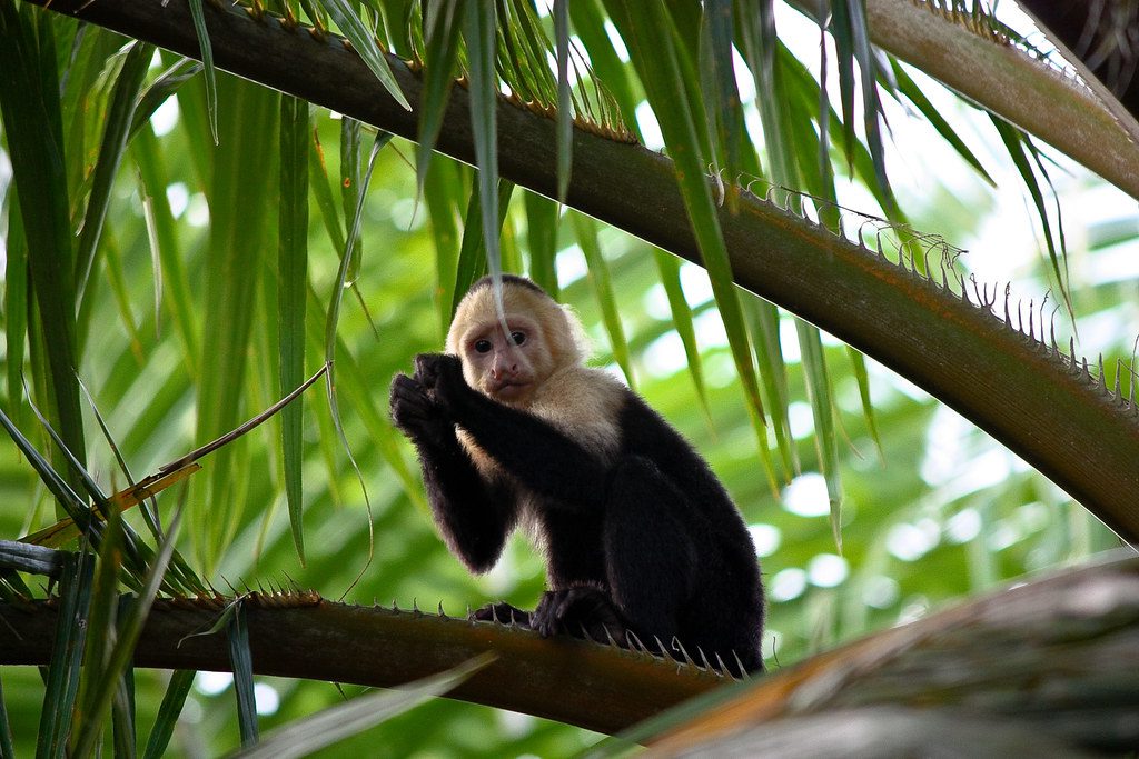 Shown here is a white face monkey in a mangrove forest by the Rio Paquita, just north of Quepos, Costa Rica.