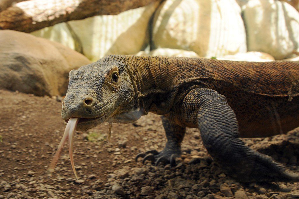 Komodo Dragon from Visual Hunt