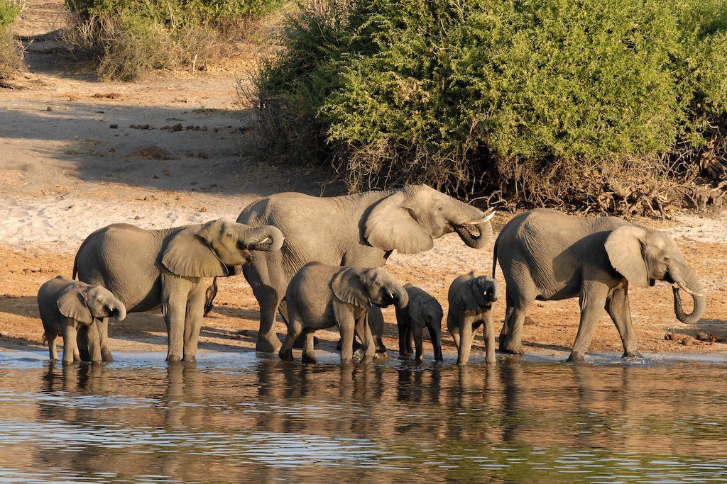 Elephants roaming in Botswana.