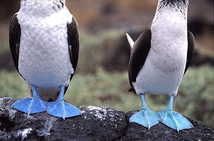 Blue-footed boobies on the Galapagos Islands.
