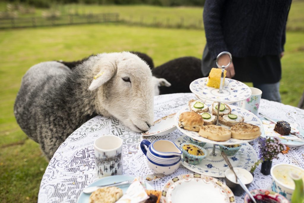 Guests can have tea with naught sheep through Airbnb's newest animal experience category. 