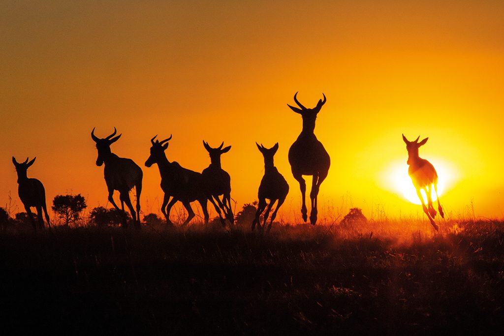 Pictured are antelope at dawn at Belmond Eagle Island Lodge in Botswana. Belmond partners with Leica to host First Light nature walks. Hospitality brands can create luxury experiences for guests with offerings that deeply engage the five senses.