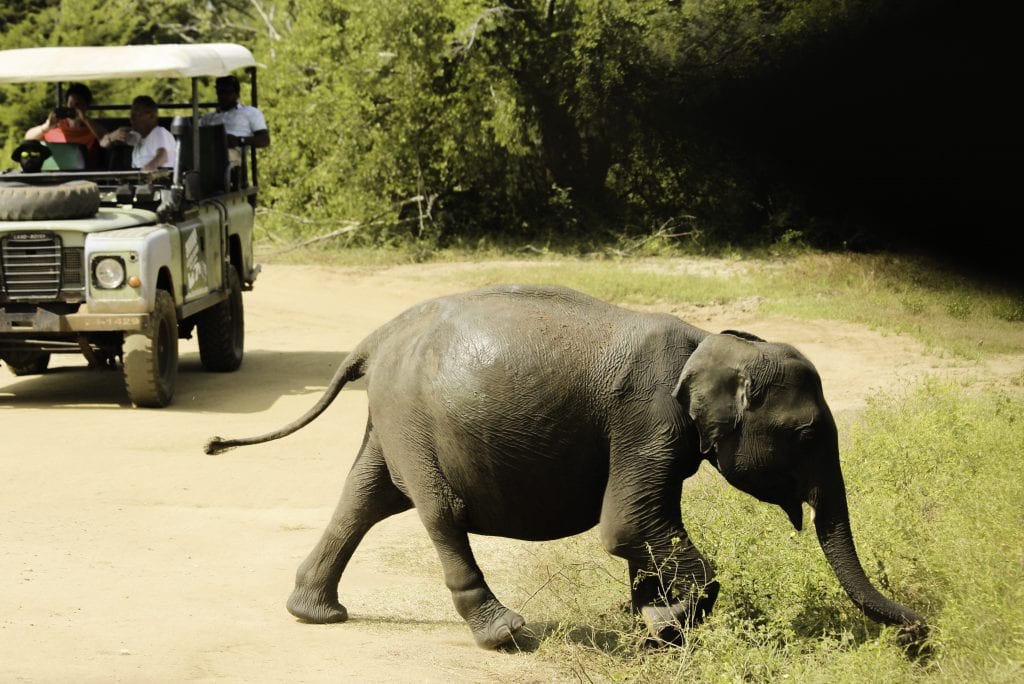 The Complicated Business of Saving Elephant Tourism: A Skift Deep Dive