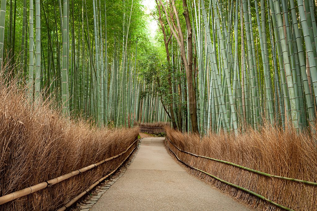 Bamboo Grove Kyoto Japan