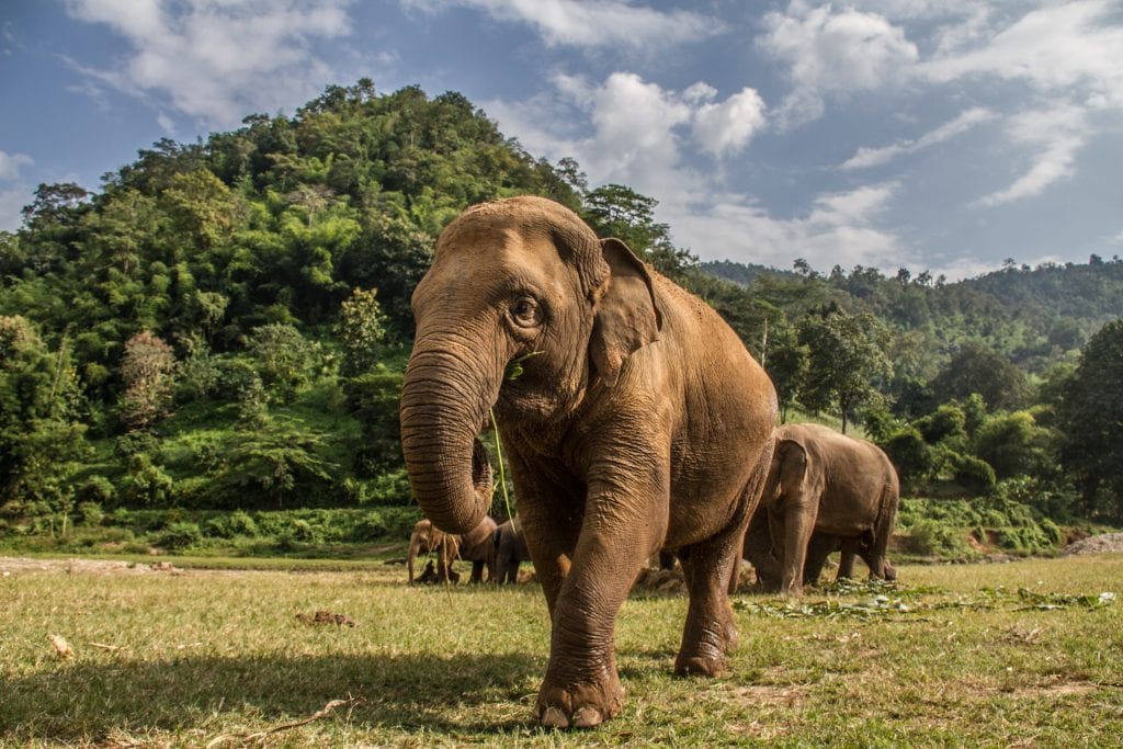Elephants at Elephant Nature Park, Chiang Mai, Thailand.