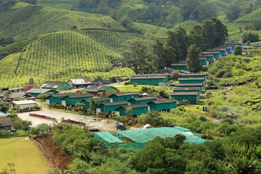 Vegetable and fruit farmers in Malaysia’s Cameron Highlands had to let their harvest go to waste when the coronavirus shutdown posed disruptions in the supply chain. 