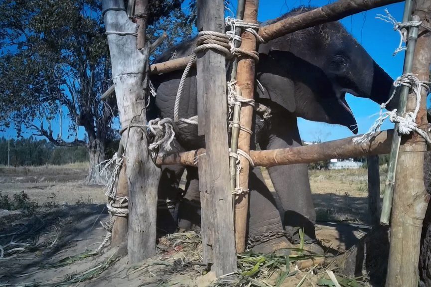 An elephant tied up. World Animal Protection said that video shows elephants in Thailand are being abused to get them to perform tricks for tourists.