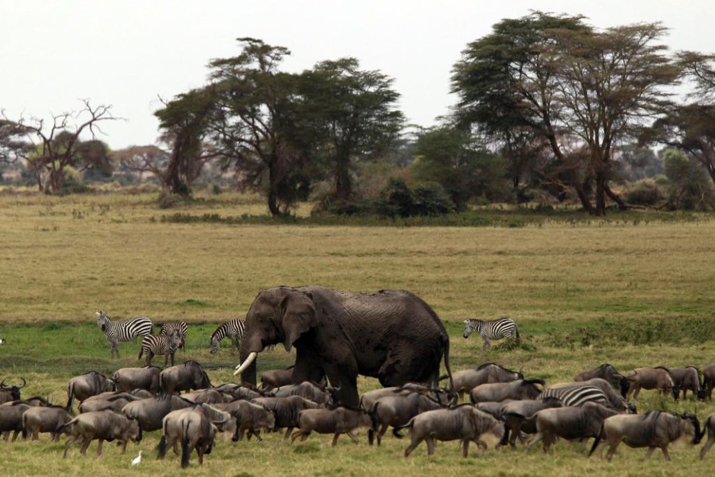 An elephant grazes among wildebeests and zebras during a census at the Amboseli National Park, 290 km (188 miles) southeast of Kenya's capital Nairobi, October 9, 2013.