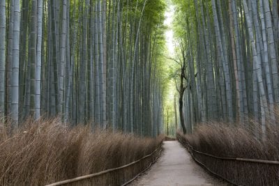 Bamboo in Arashiyama the Arashi Mountain Forest Source: JNTO