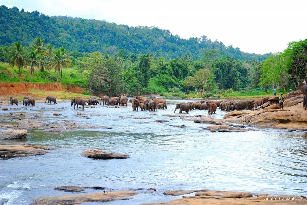 Sri Lanka wildlife.