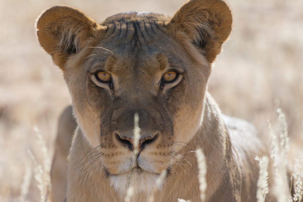 A lioness sits poised at Kgalagadi National Park in Botswana.