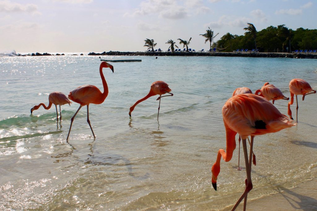 Aruba's slow tourism recovery means the potential reopening of an oil refinery plant.