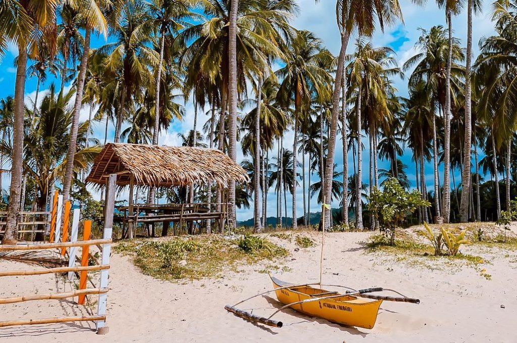 Palm trees in the Philippines