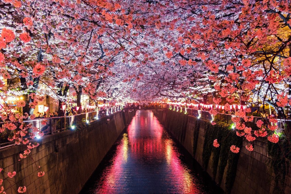 Meguro River, Matsuno. Japan was in the midst of a tourism boom before the pandemic hit.