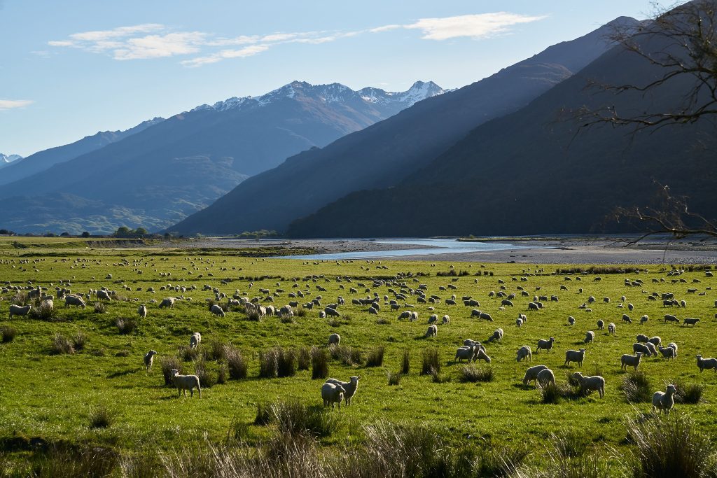 New Zealand won't be reopening to tourists until early 2022, due to lagging vaccines.