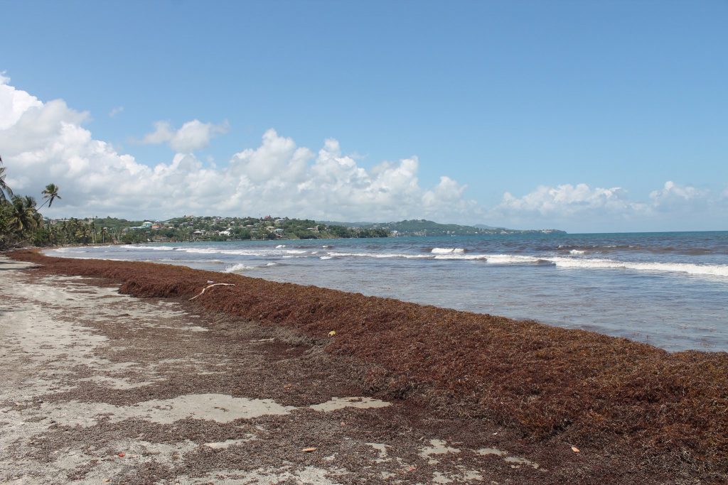 Sargassum piles on a beach in Tobago