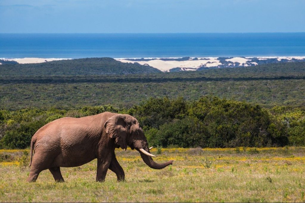 Elephants in South Africa