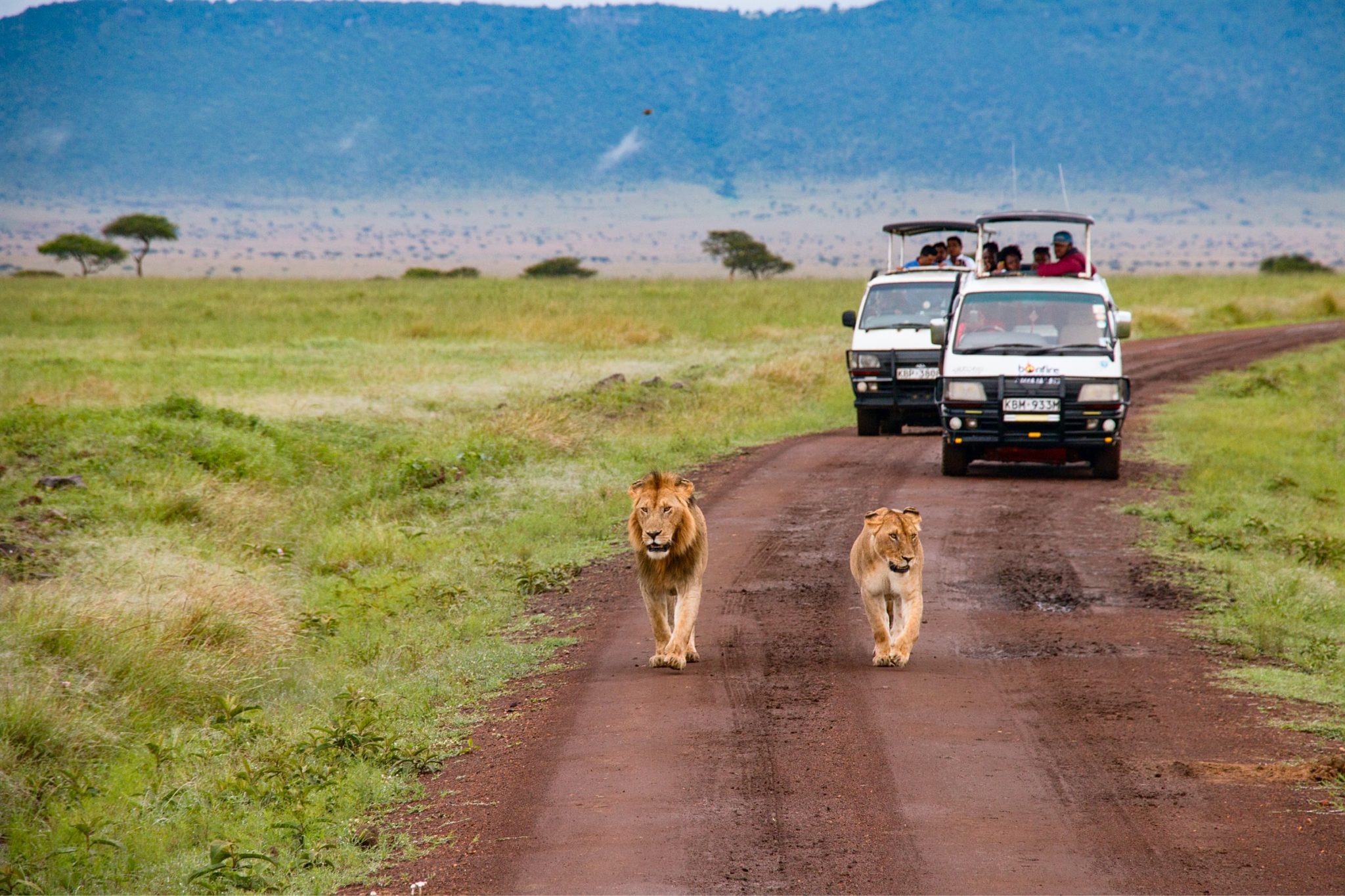 Masai Mara National Reserve, Kenya.