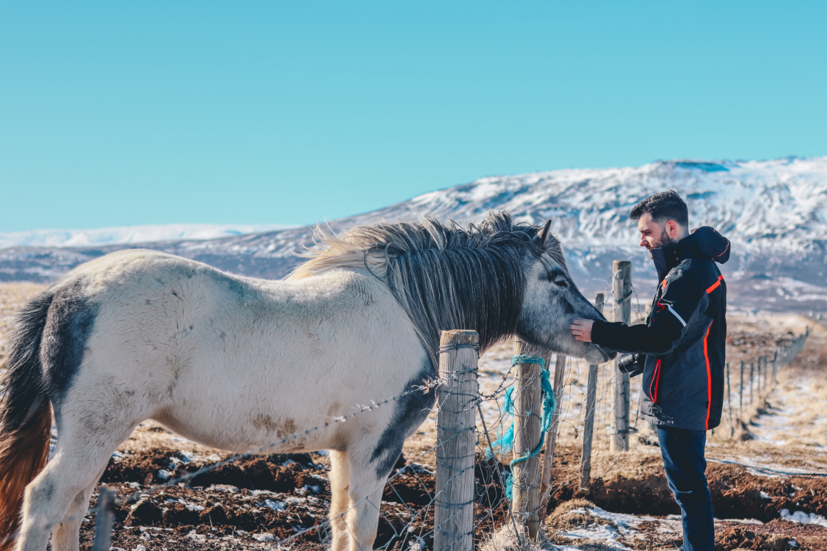 A traveler pets an animal in Iceland during a tour experience, one of several tours and activities that can be booked on short notice from Headout, an agency for experiences. Source: Headout