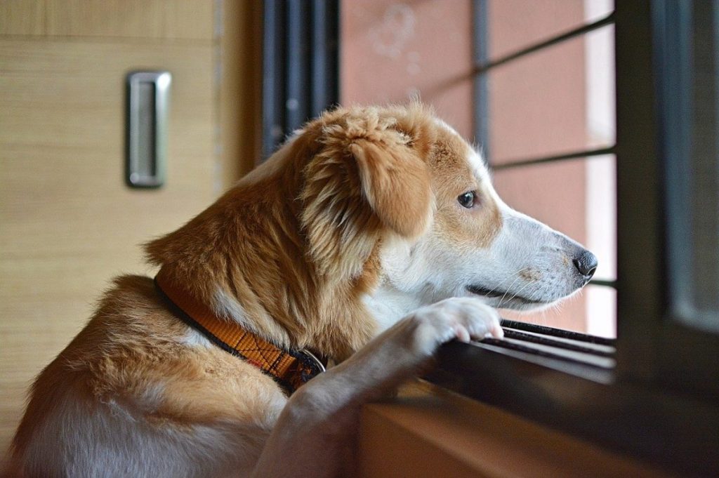 Pet Looking Out Window