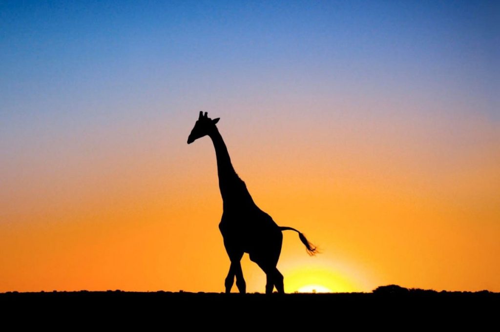 A giraffe at sunset in Africa.