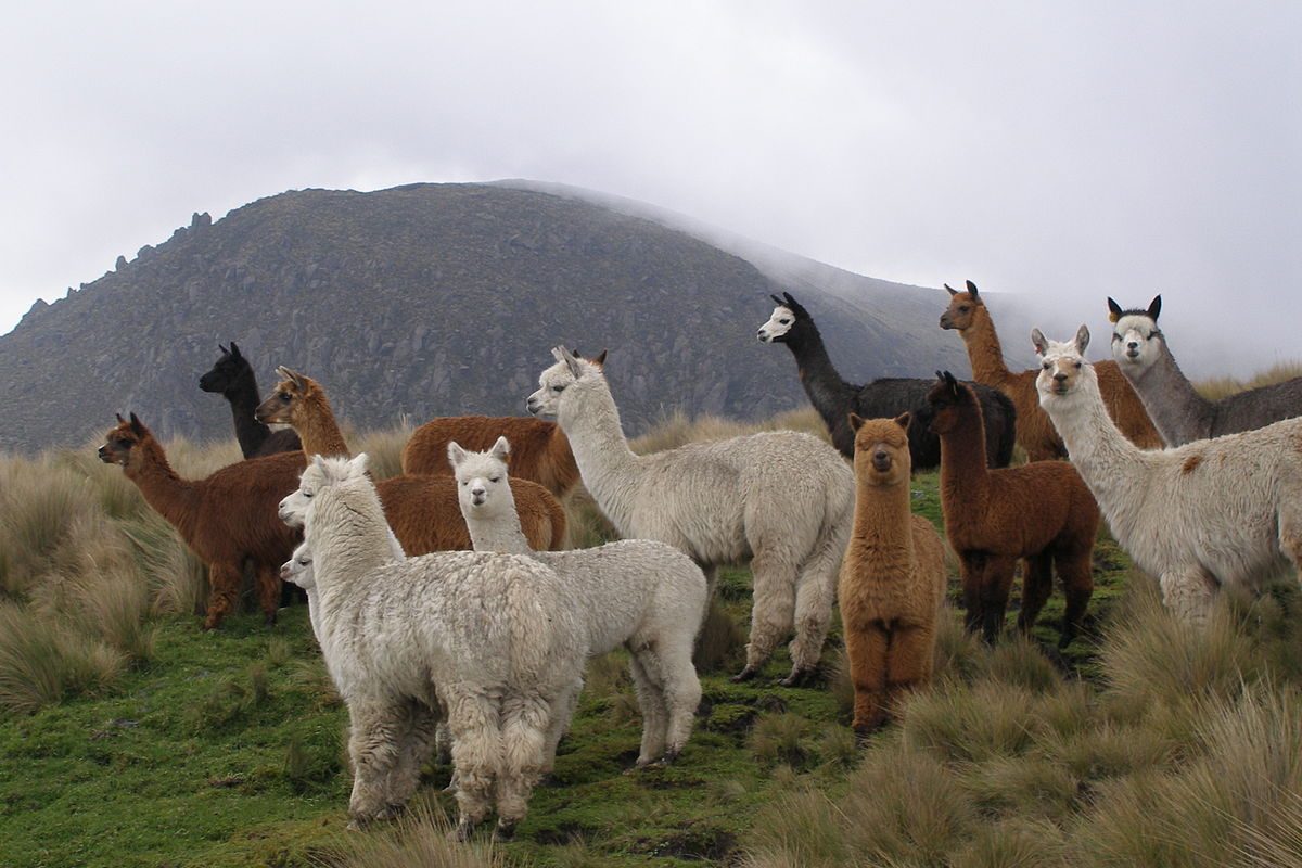 Being British, the attractions Beyonk sells include visits to llama farms.