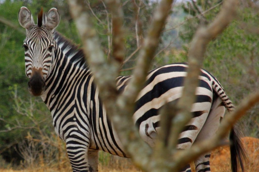 A zebra in Uganda