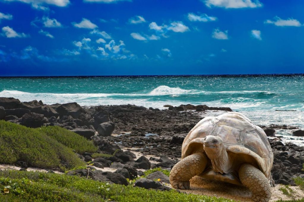 Large turtle at the sea's edge in the Galapagos Islands.