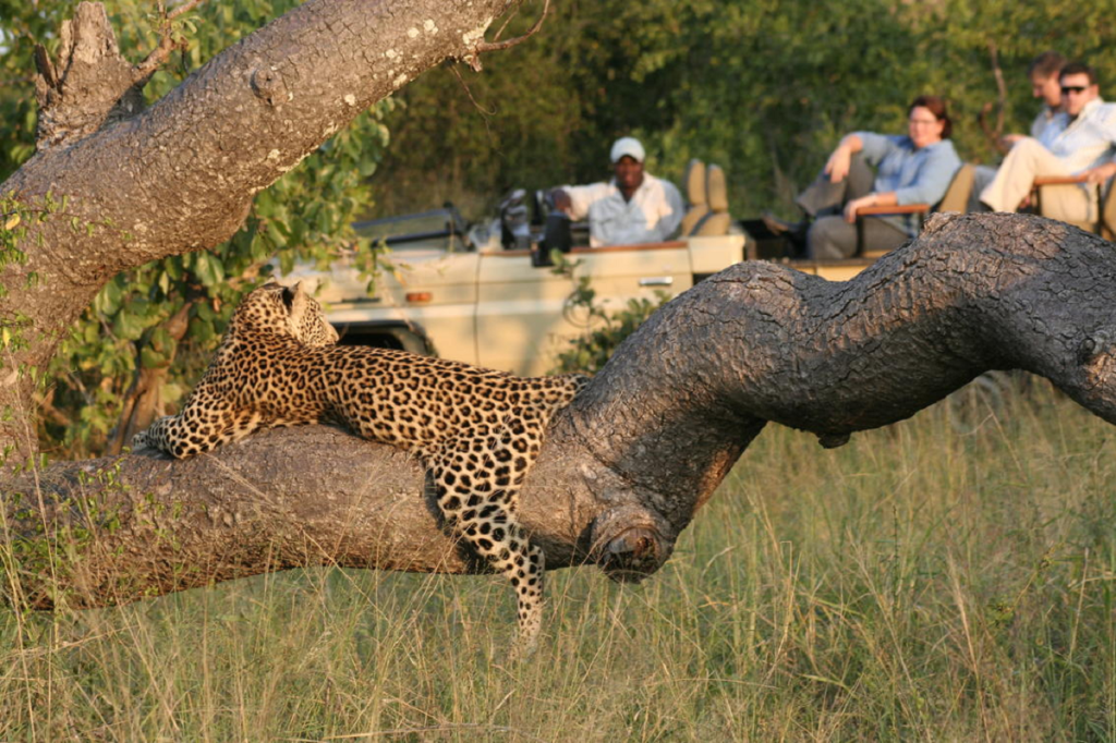 Tintswalo Safari Lodge shares an unfenced border with the Kruger National Park and is known for its minimal vehicle density.