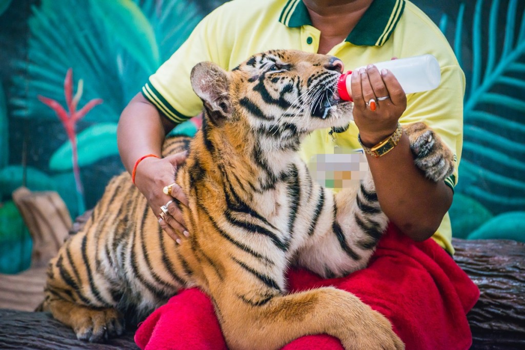 Caption Tourist is taking a picture with a young tiger.