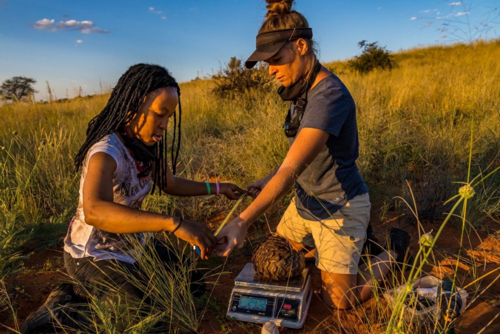 Dr. Wendy Panaino (right) at work with a colleague in the Kalahari Desert weighing and measuring a pangolin.