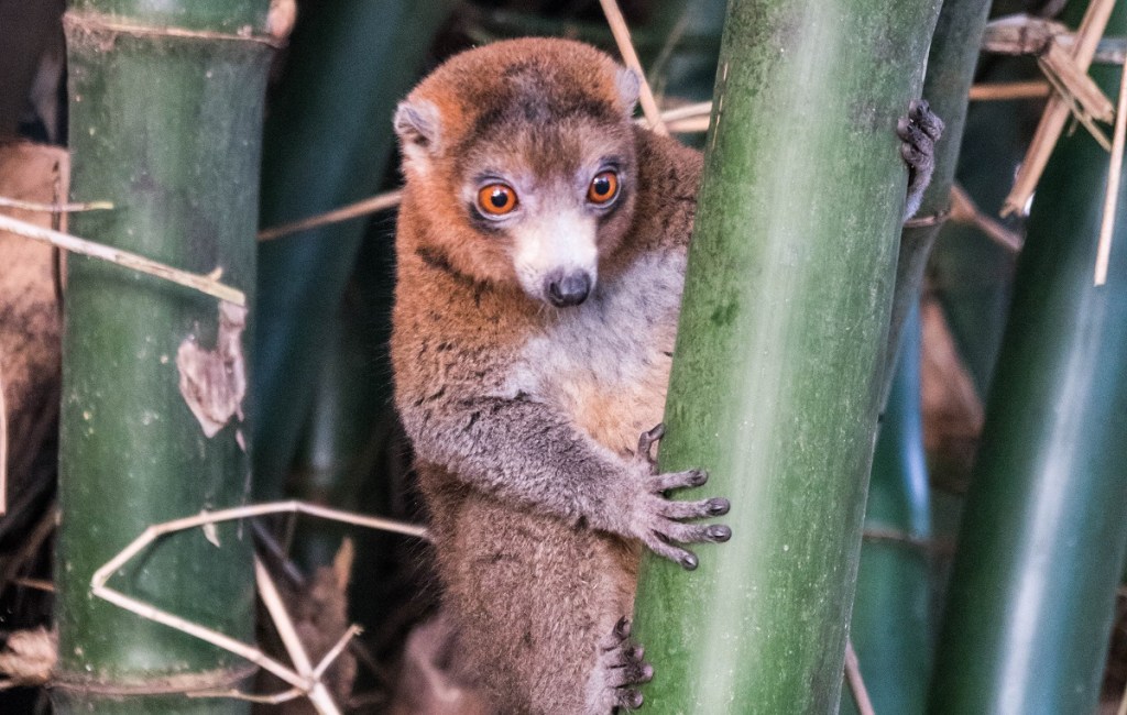 The mongoose lemur native to Madagascar.